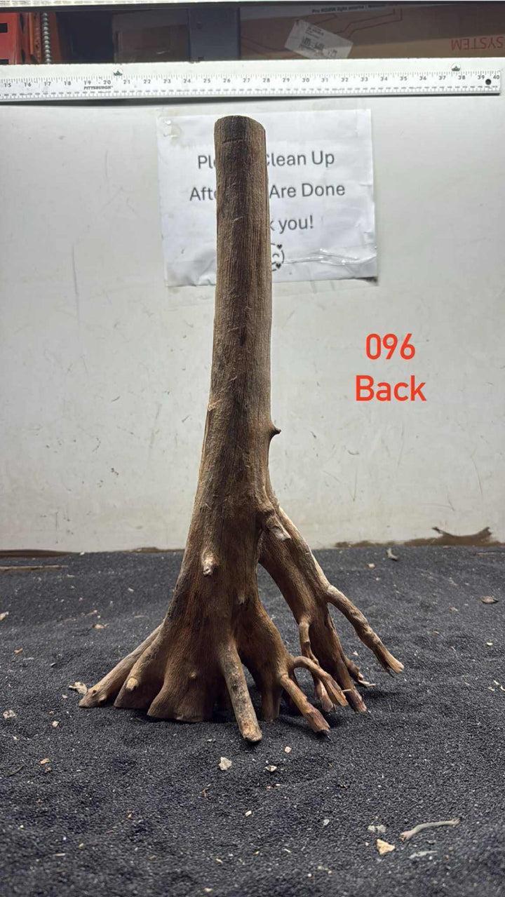 Mangrove Tree Stump 096