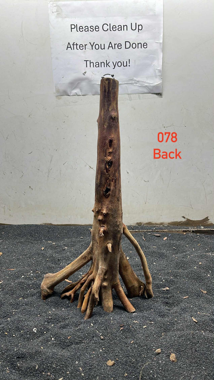 Mangrove Tree Stump 078