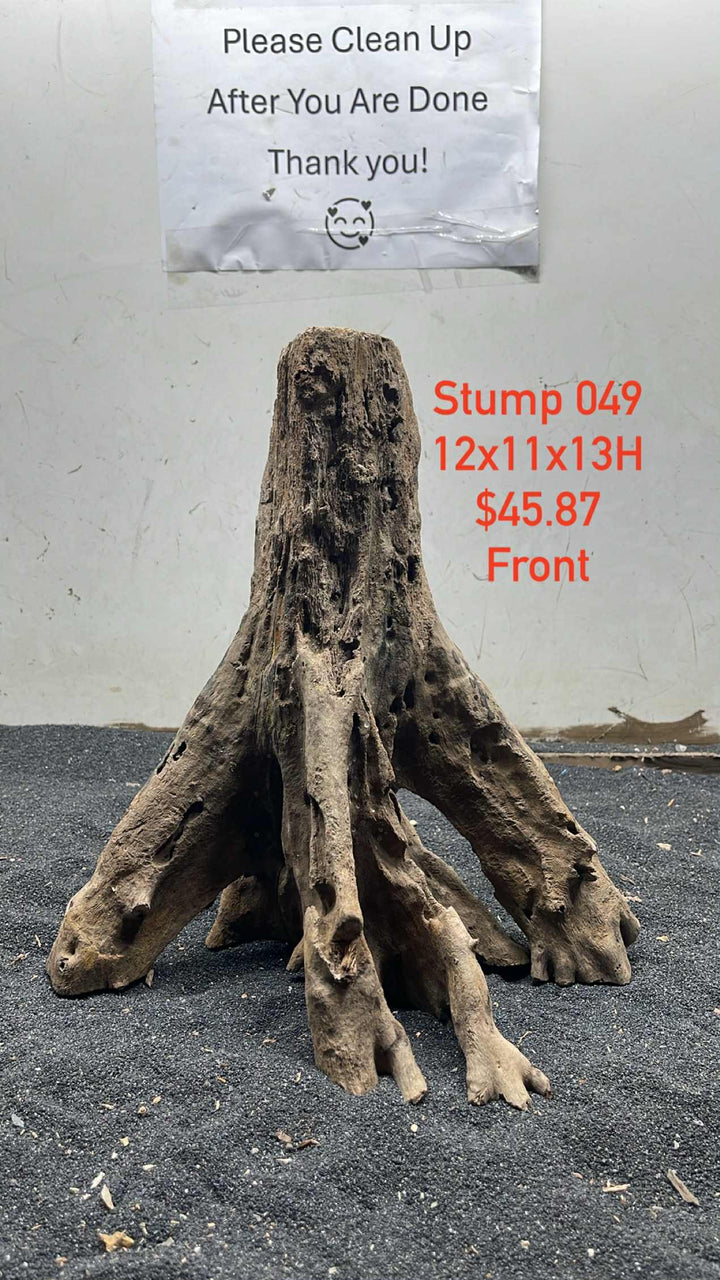 Mangrove Tree Stump 049
