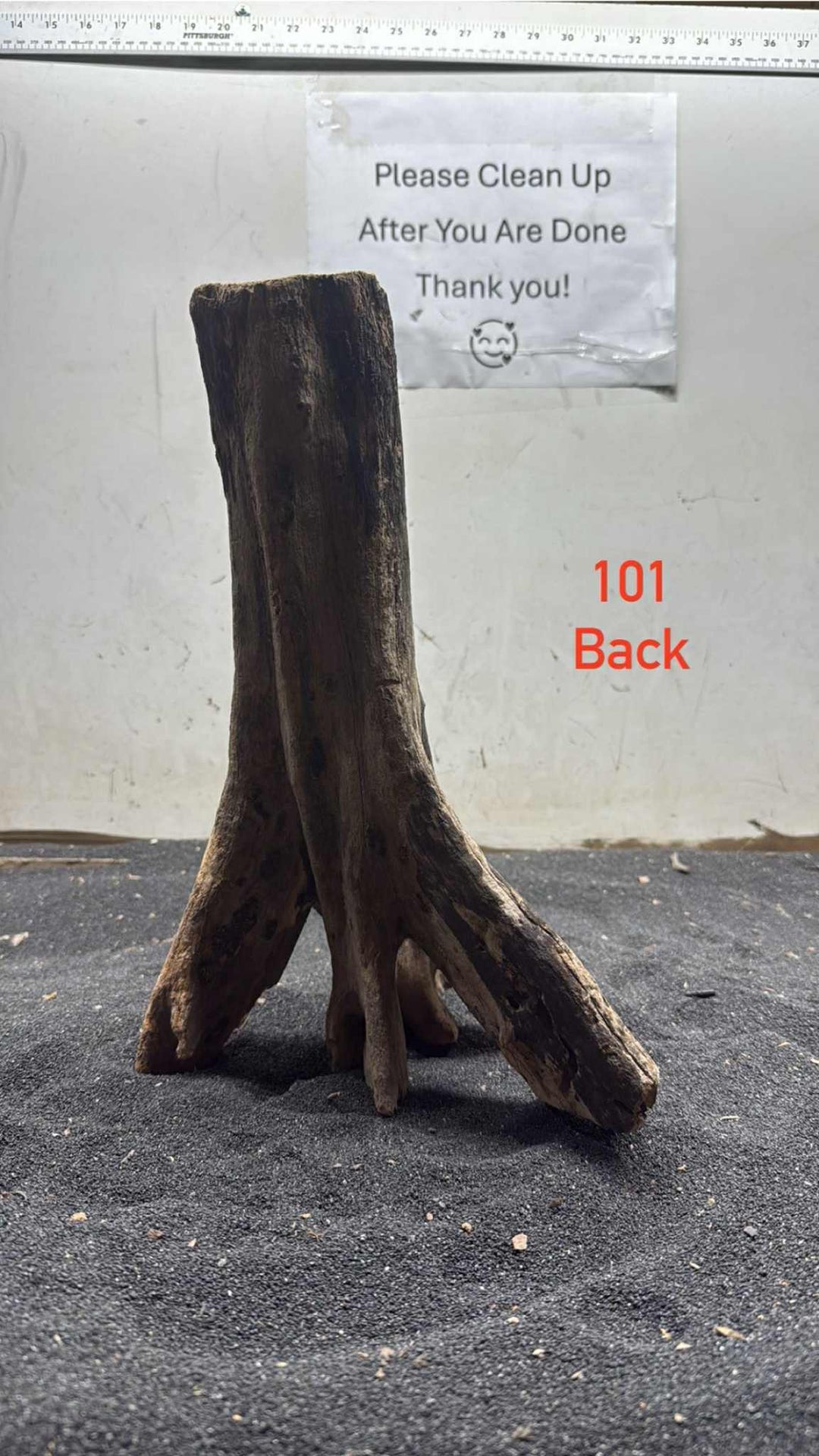 Mangrove Tree Stump 101