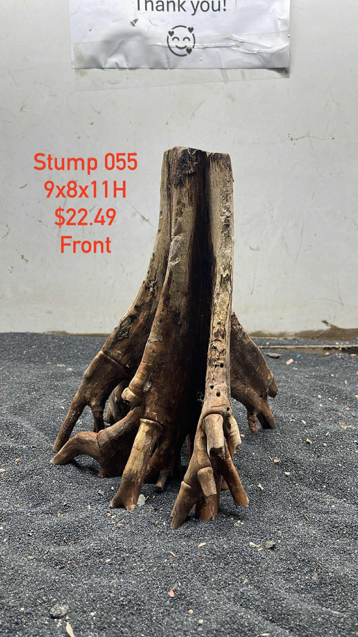 Mangrove Tree Stump 055
