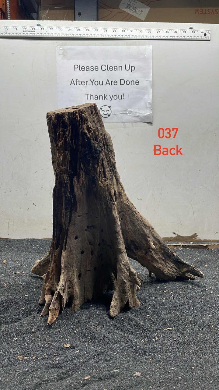 Mangrove Tree Stump 037