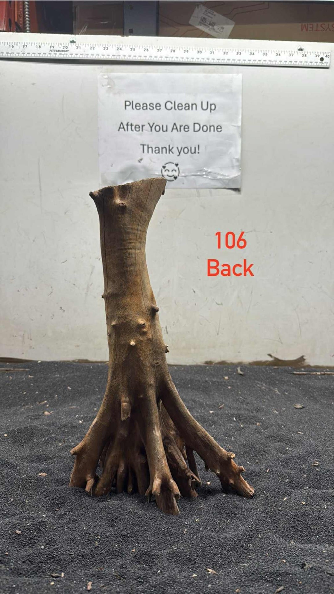Mangrove Tree Stump 106