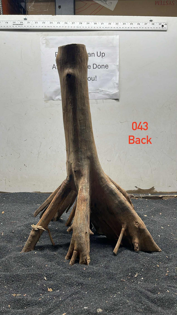 Mangrove Tree Stump 043