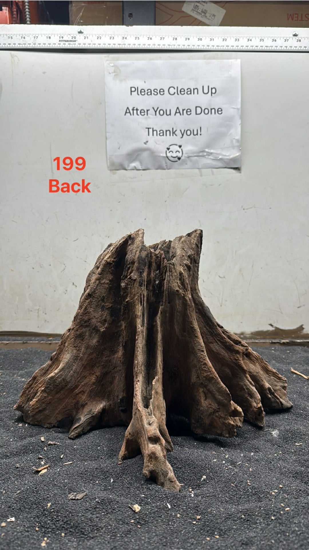 Mangrove Tree Stump 199