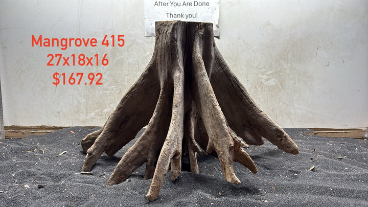 Mangrove Tree Stump 415