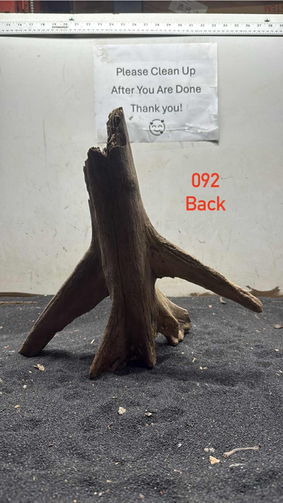 Mangrove Tree Stump 092