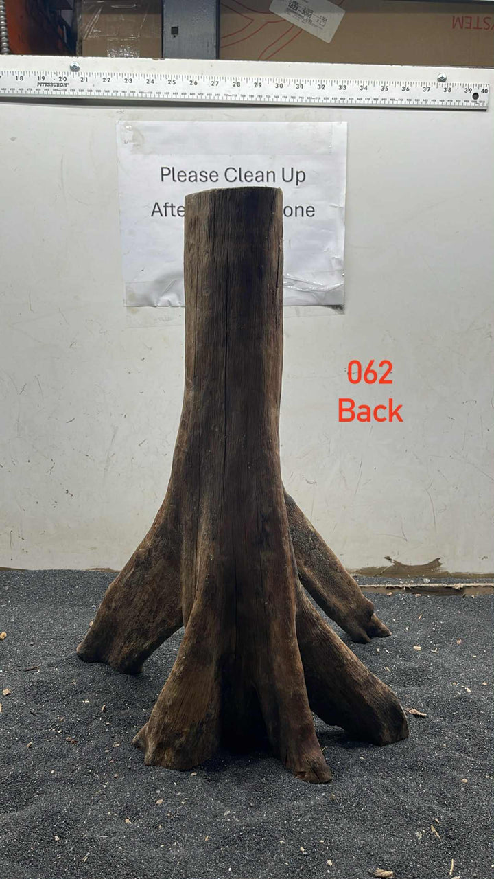 Mangrove Tree Stump 062