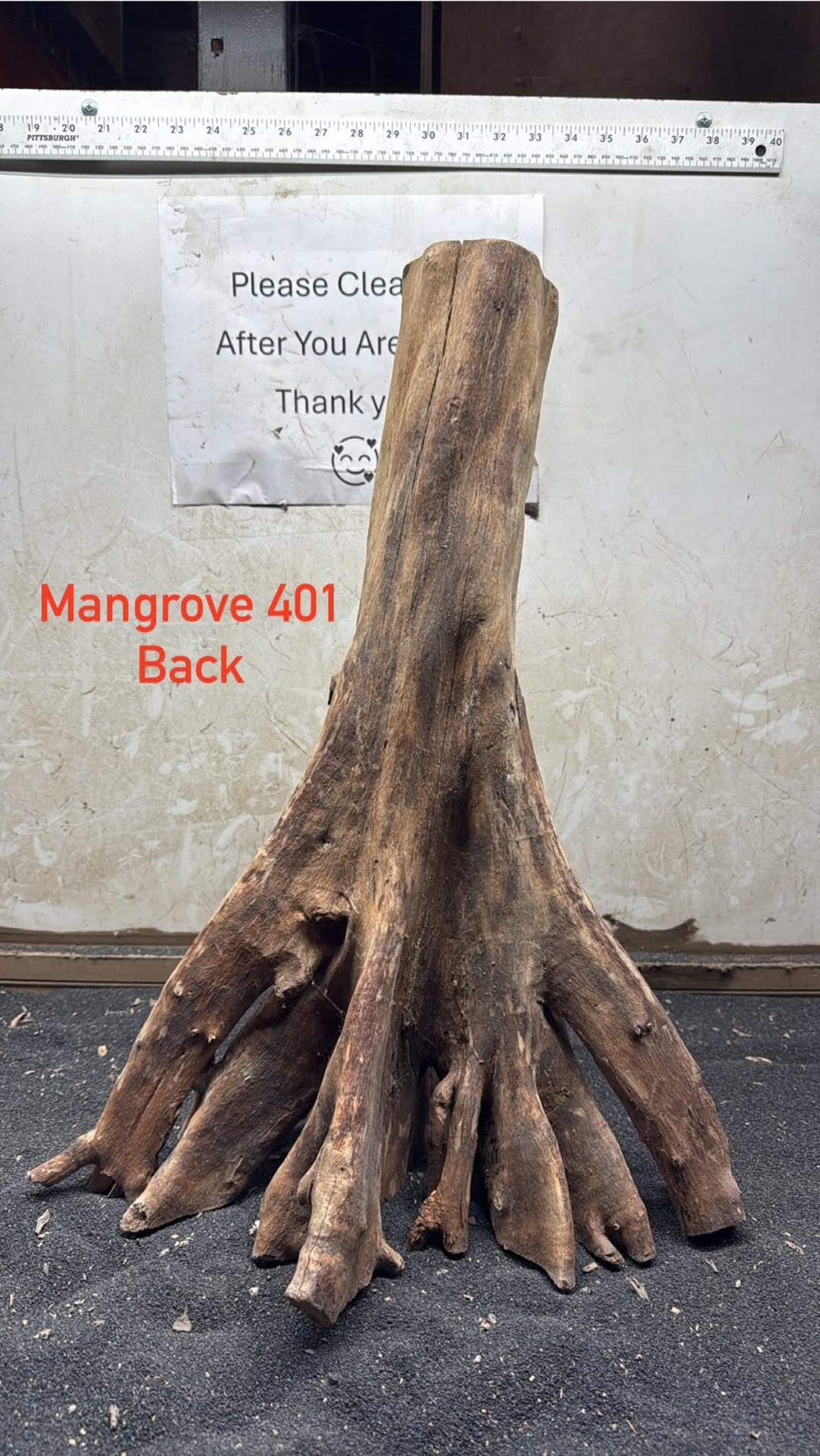 Mangrove Tree Stump 401