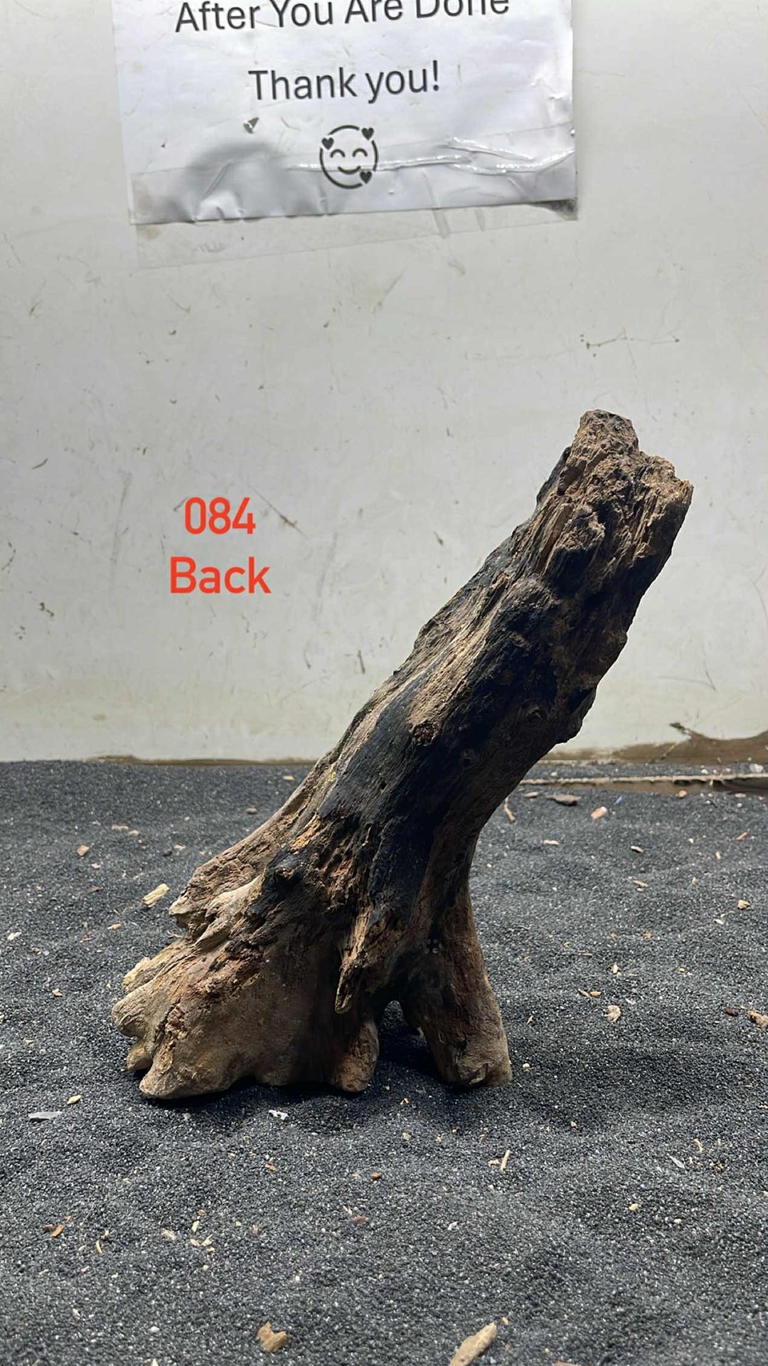 Mangrove Tree Stump 084
