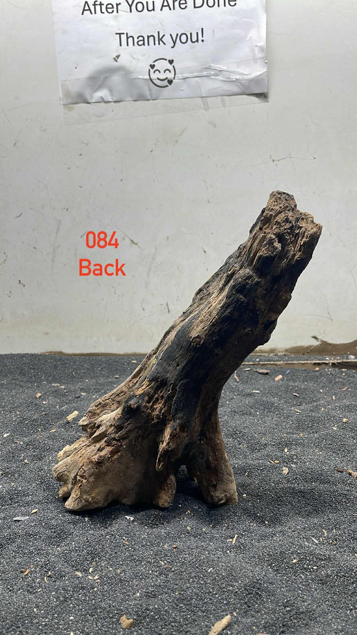 Mangrove Tree Stump 084