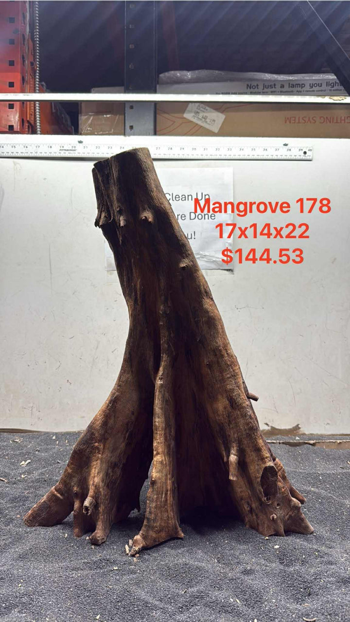 Mangrove Tree Stump 178