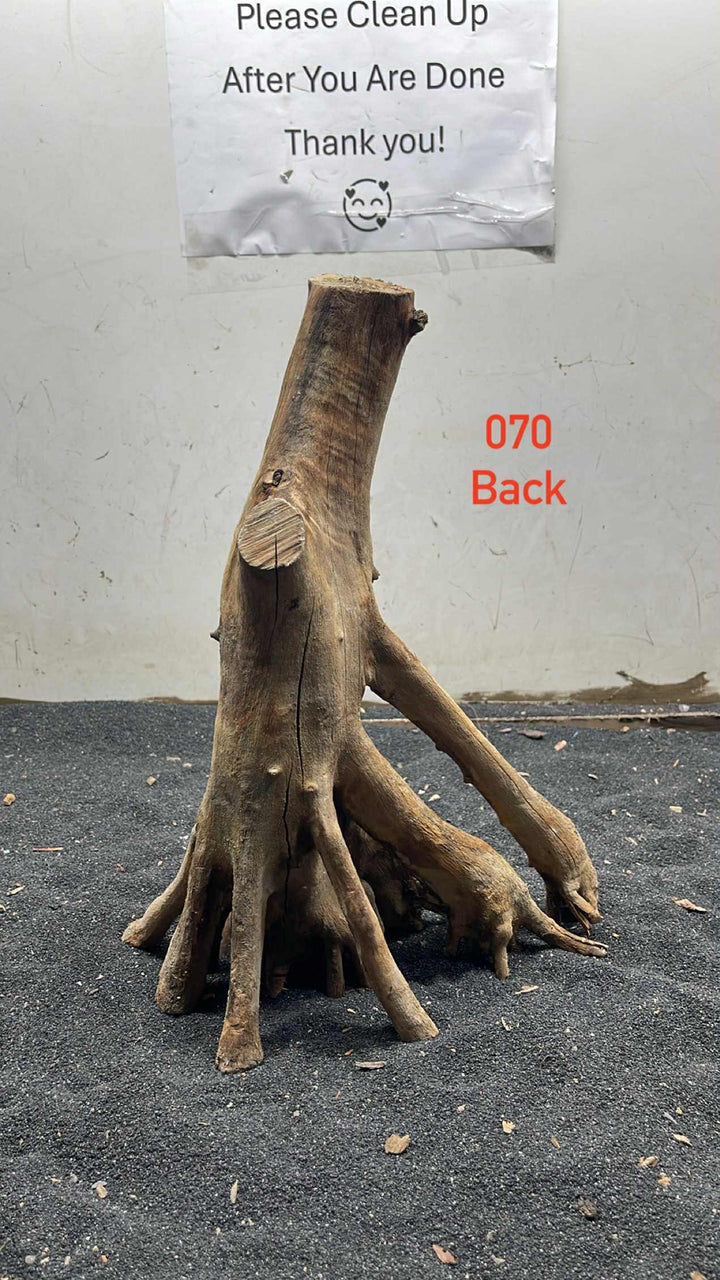 Mangrove Tree Stump 070