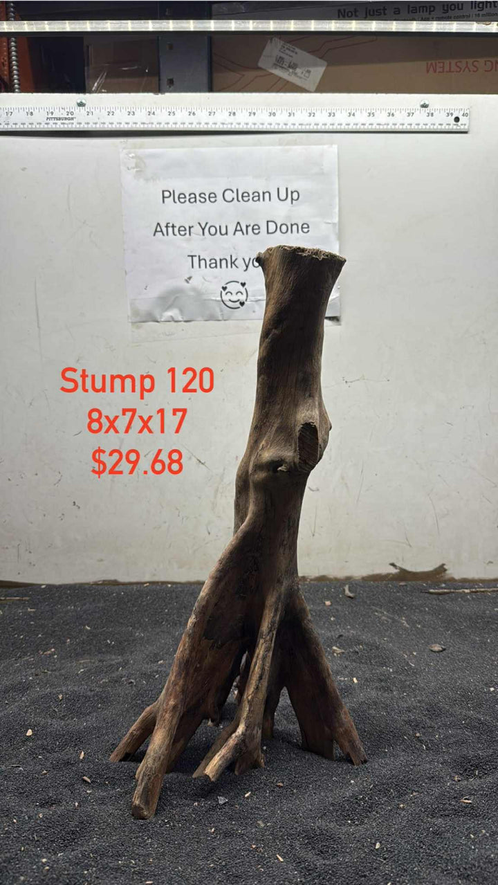 Mangrove Tree Stump 120