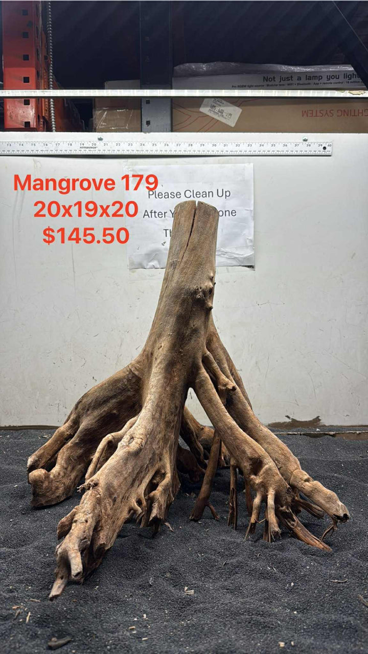 Mangrove Tree Stump 179