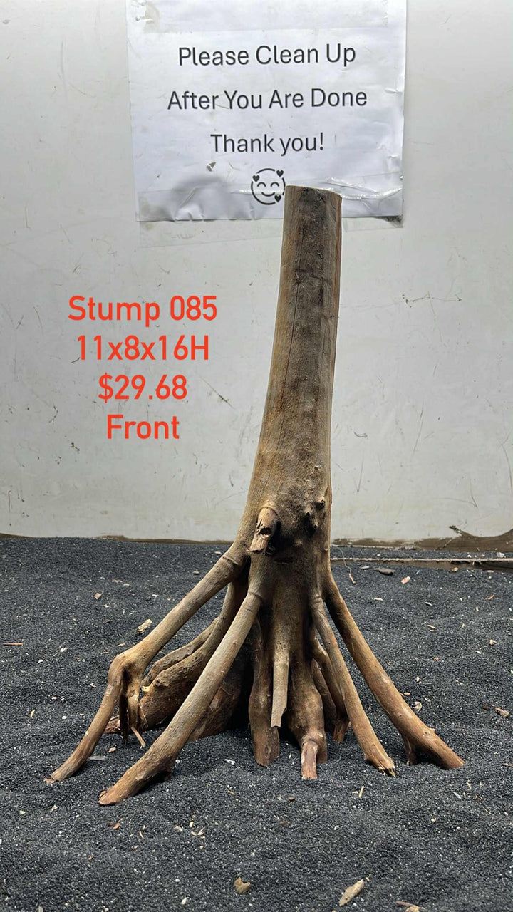 Mangrove Tree Stump 085