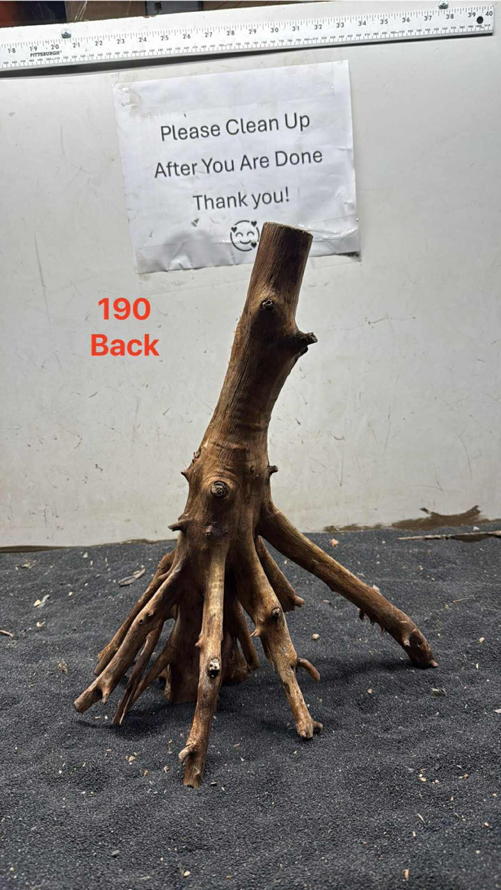 Mangrove Tree Stump 190