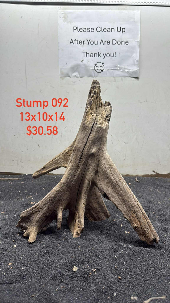 Mangrove Tree Stump 092