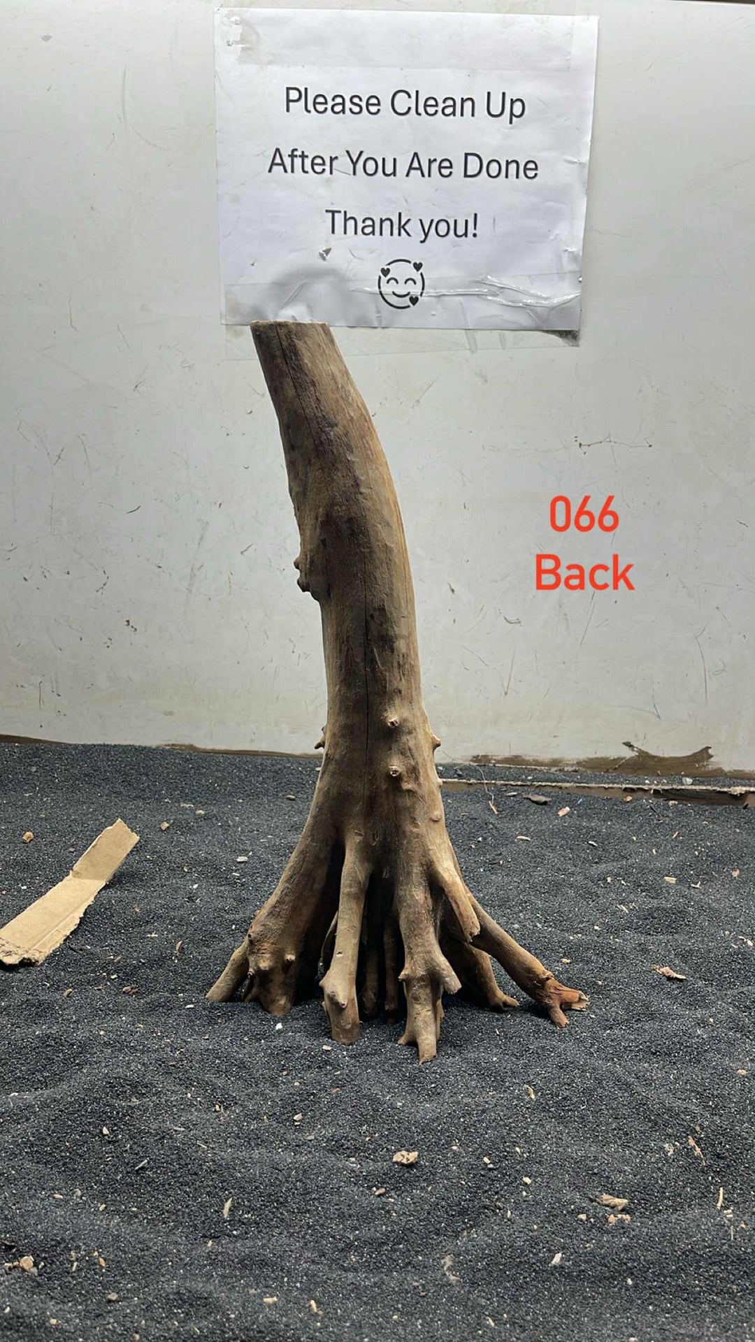 Mangrove Tree Stump 066