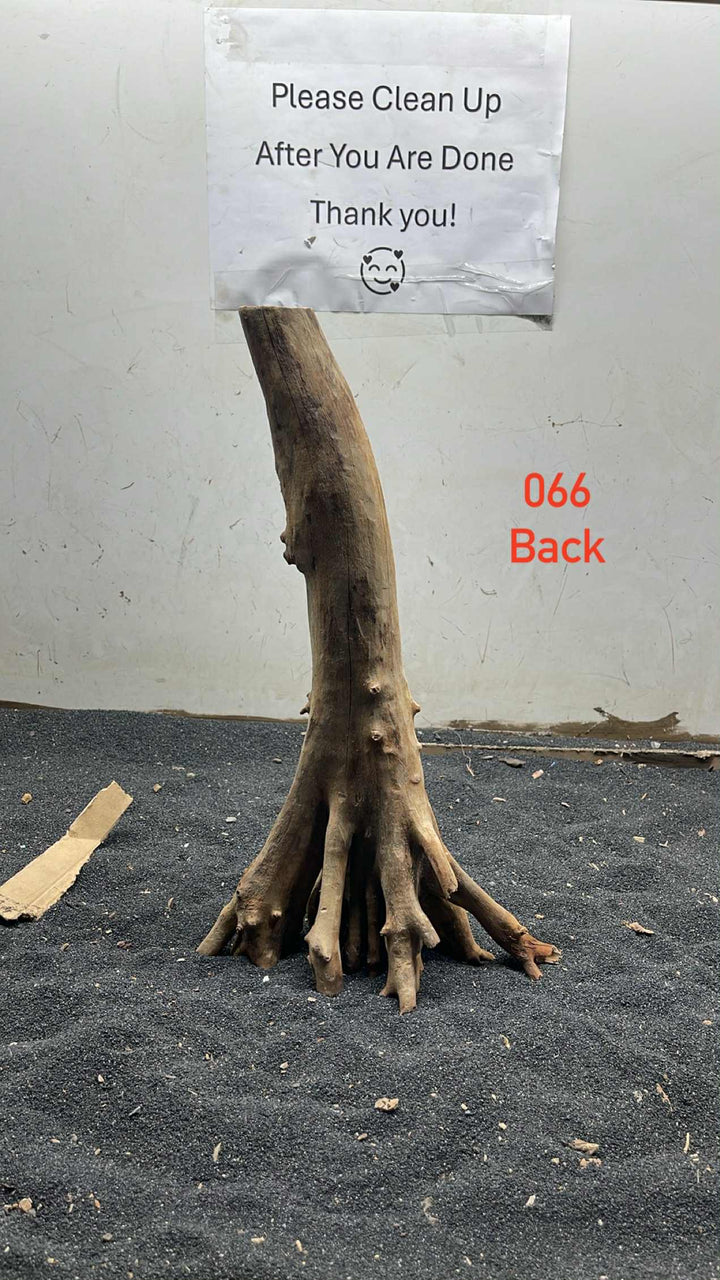 Mangrove Tree Stump 066