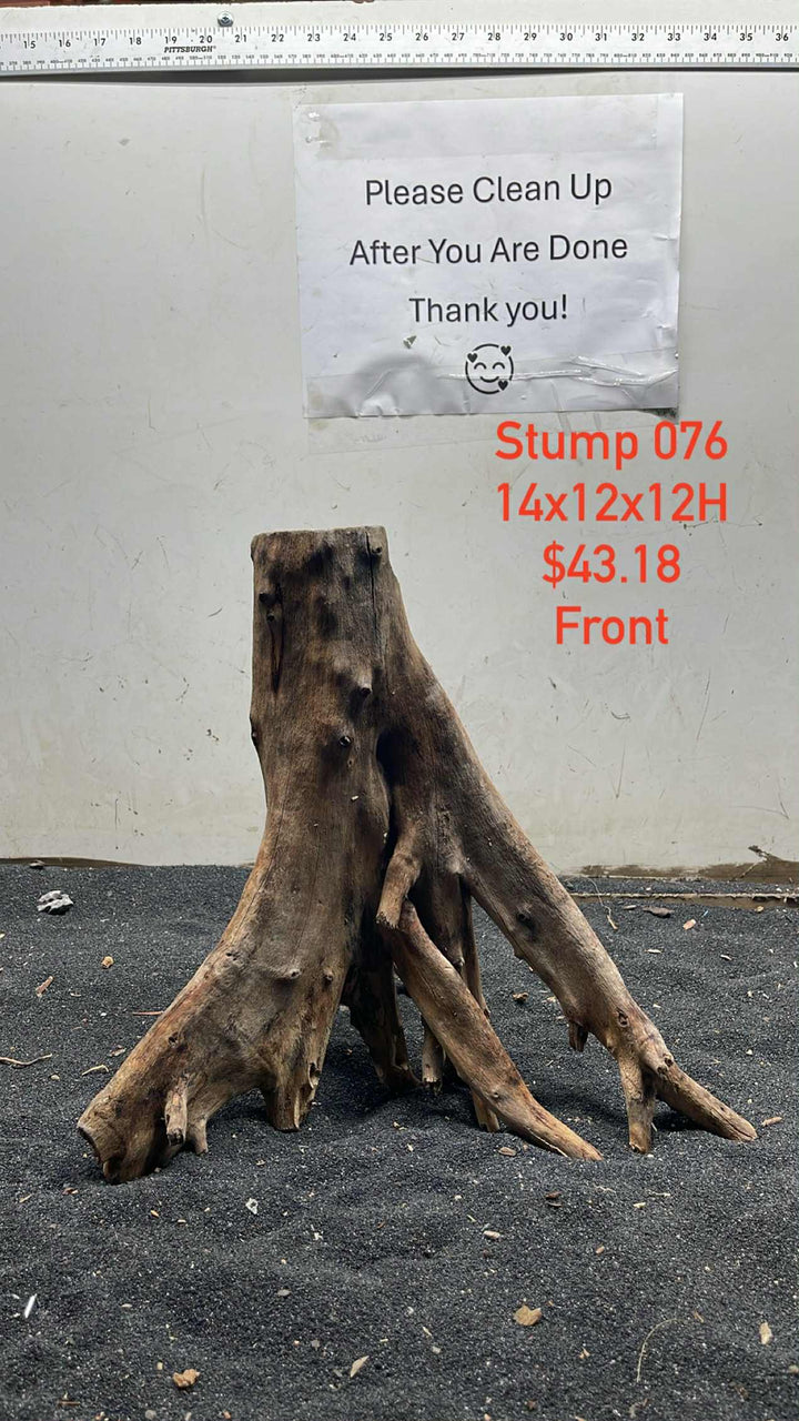 Mangrove Tree Stump 076