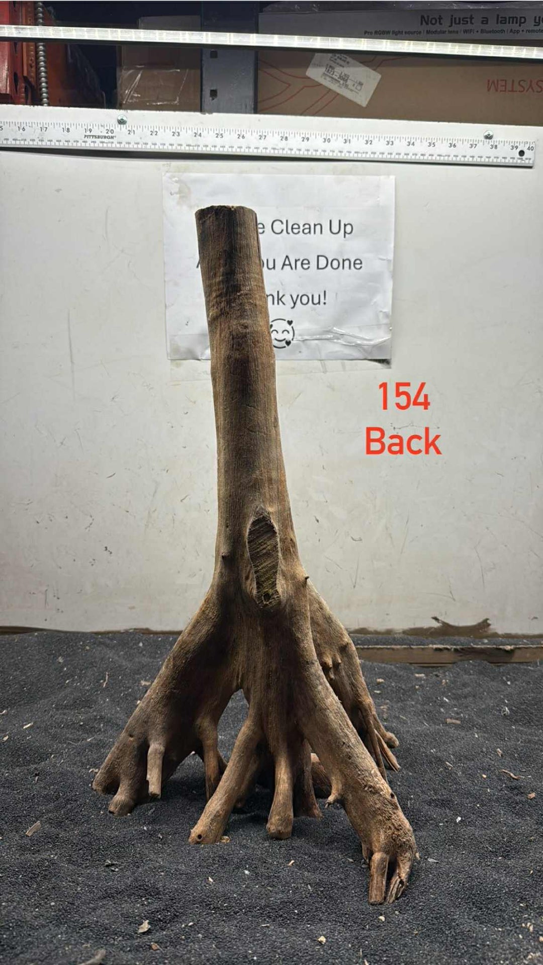 Mangrove Tree Stump 154