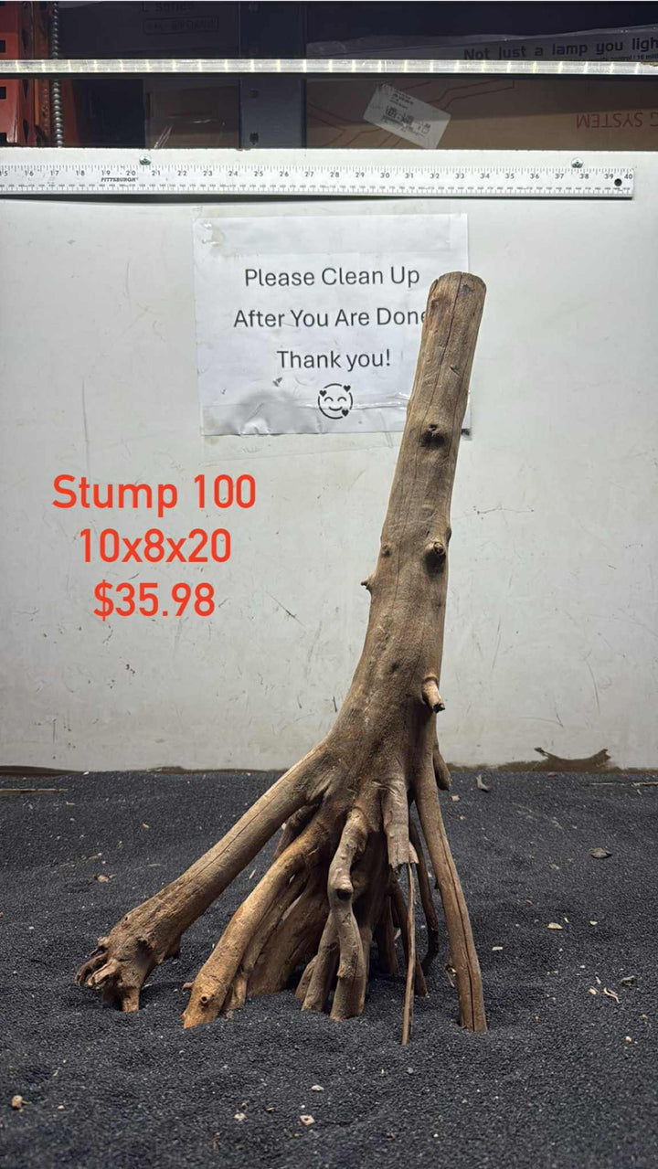 Mangrove Tree Stump 100