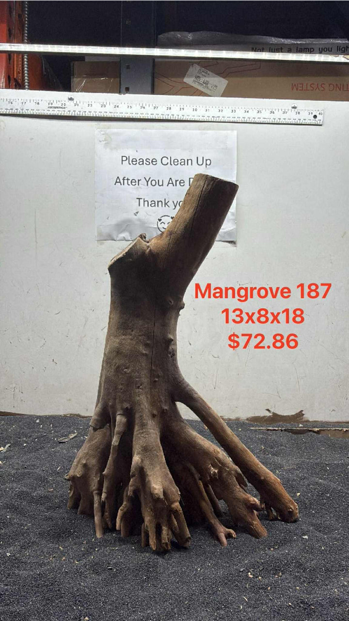 Mangrove Tree Stump 187