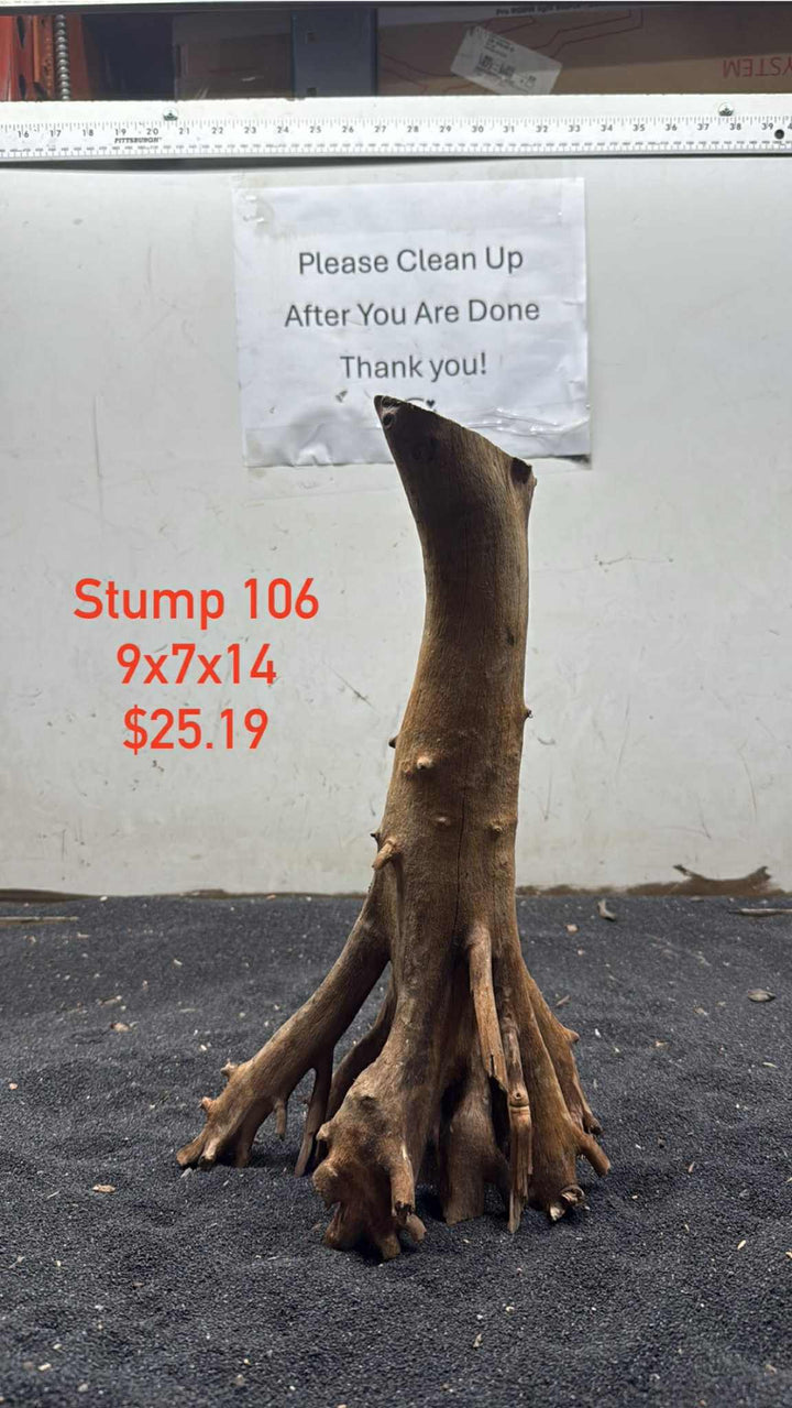 Mangrove Tree Stump 106