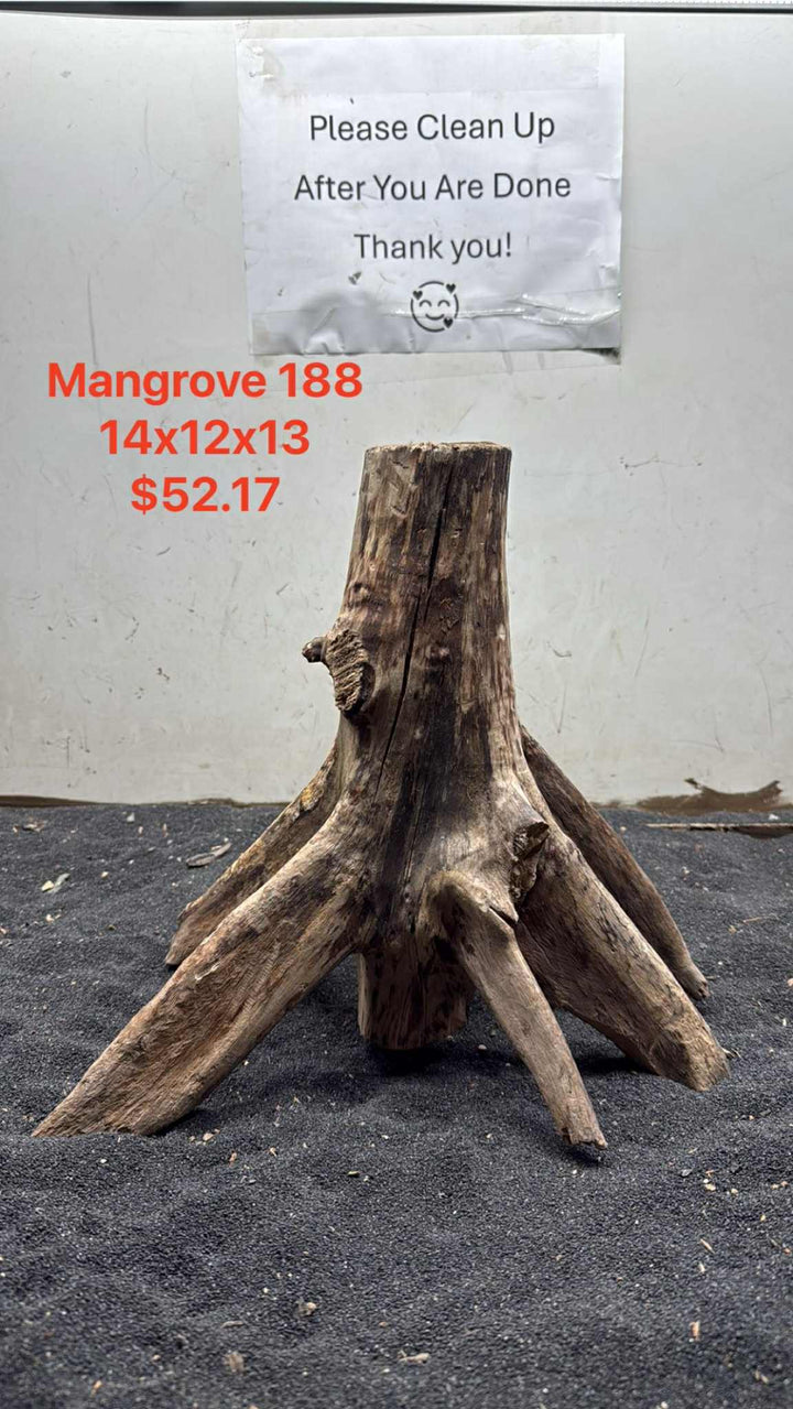 Mangrove Tree Stump 188