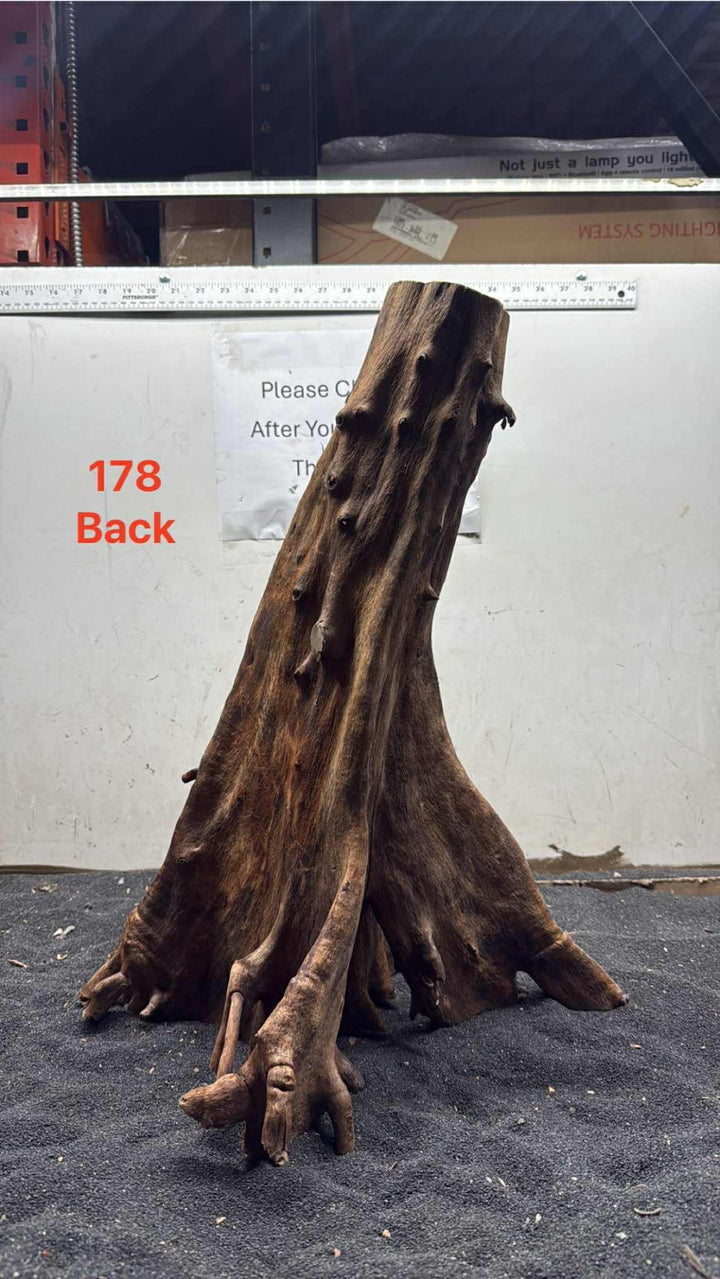 Mangrove Tree Stump 178