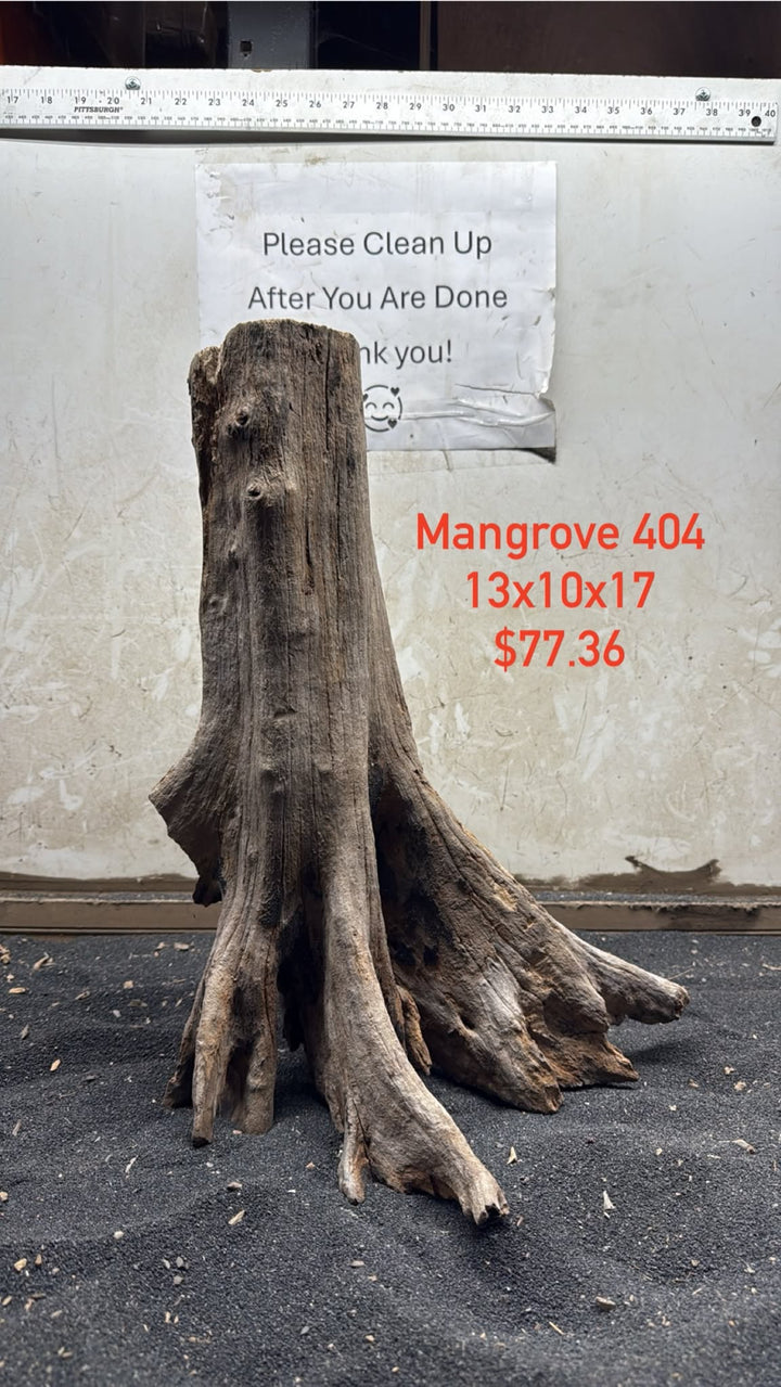 Mangrove Tree Stump 404