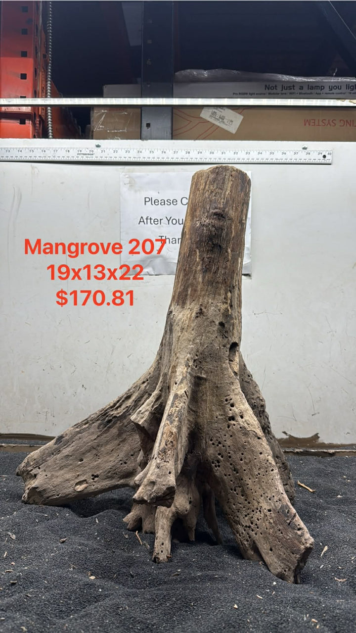 Mangrove Tree Stump 207