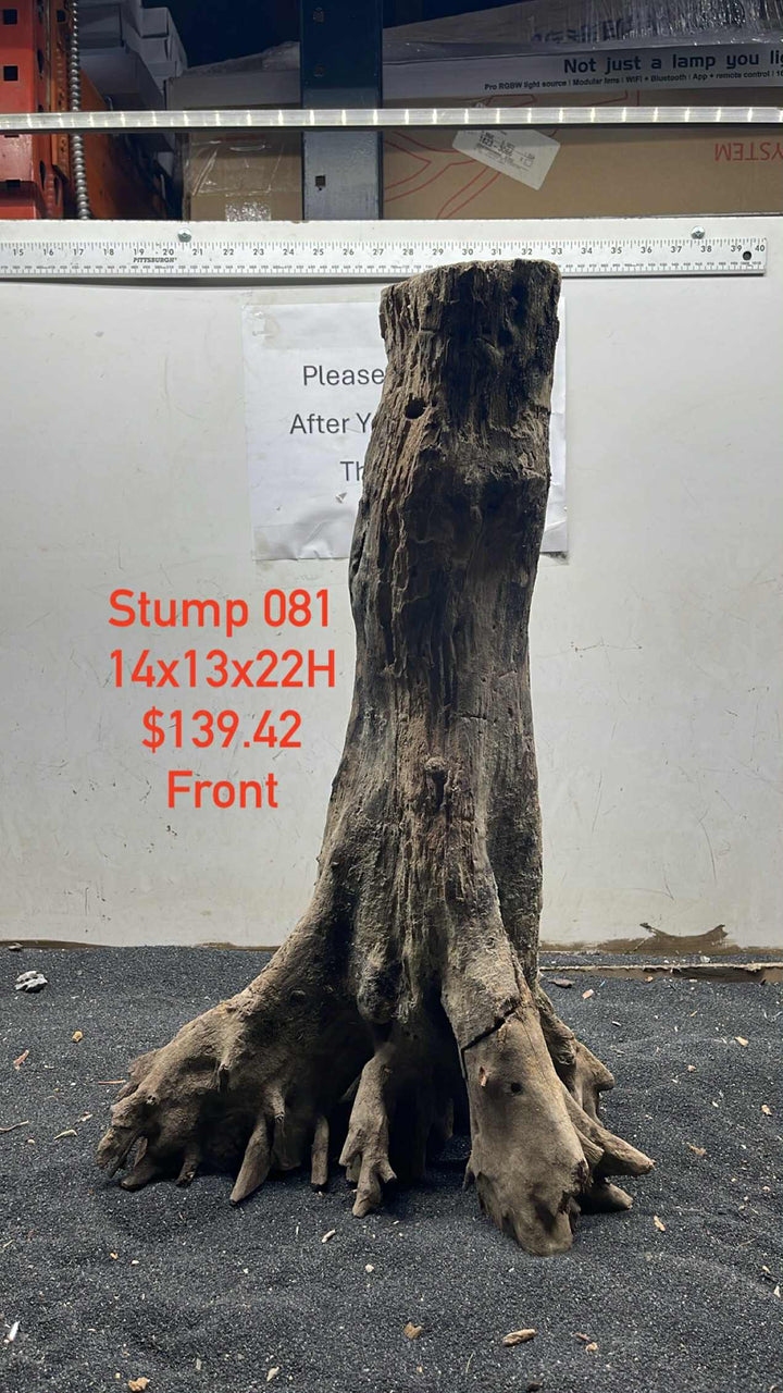 Mangrove Tree Stump 081