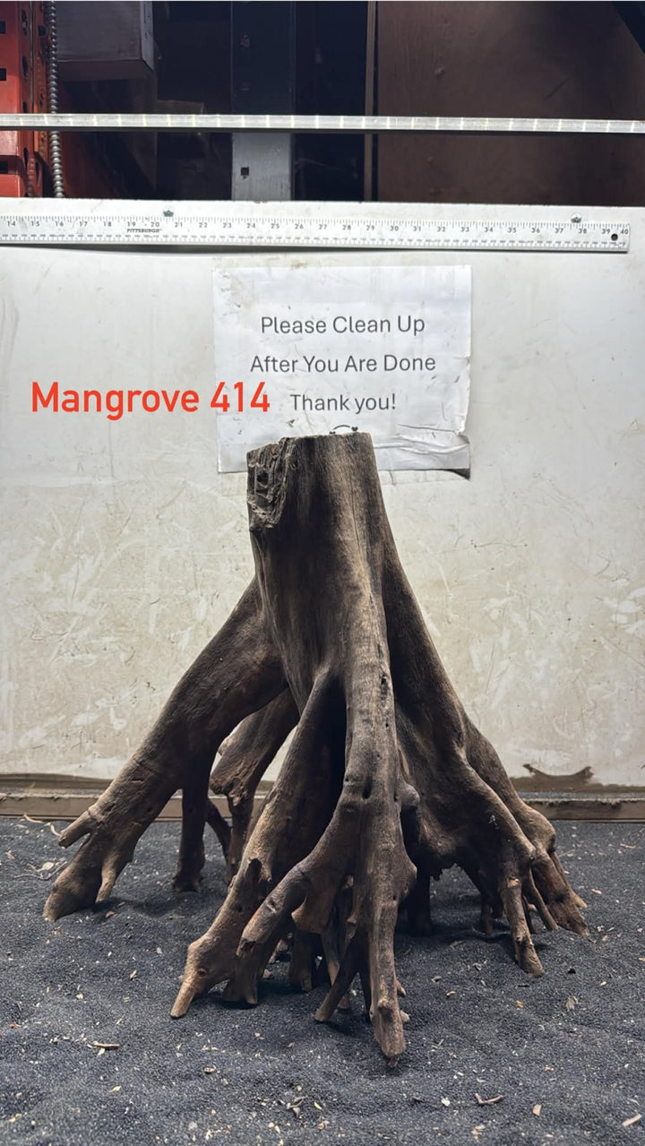 Mangrove Tree Stump 414