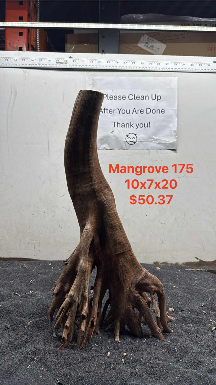 Mangrove Tree Stump 175