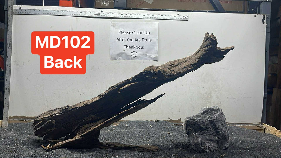 Malaysian Driftwood Showpiece