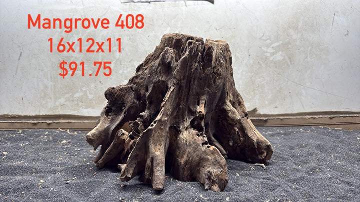 Mangrove Tree Stump 408