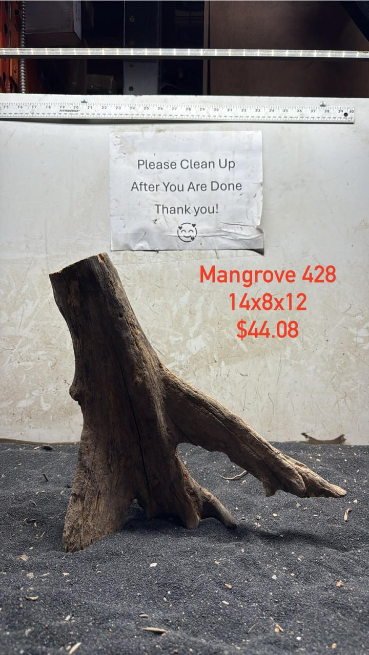 Mangrove Tree Stump 428