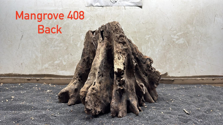 Mangrove Tree Stump 408