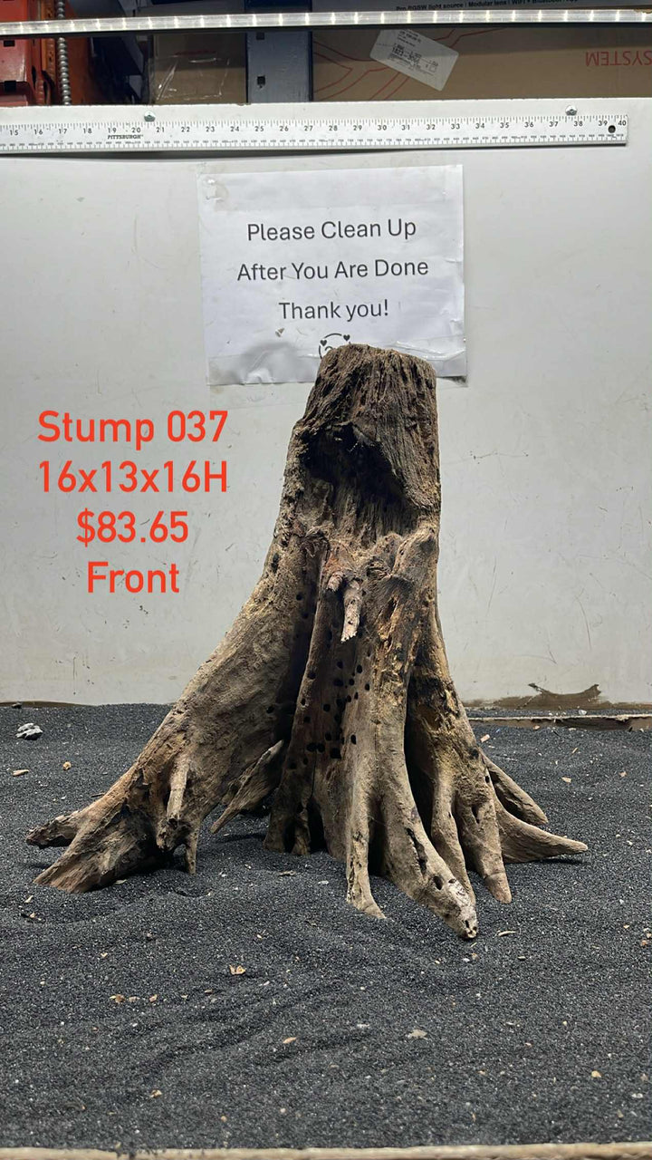 Mangrove Tree Stump 037