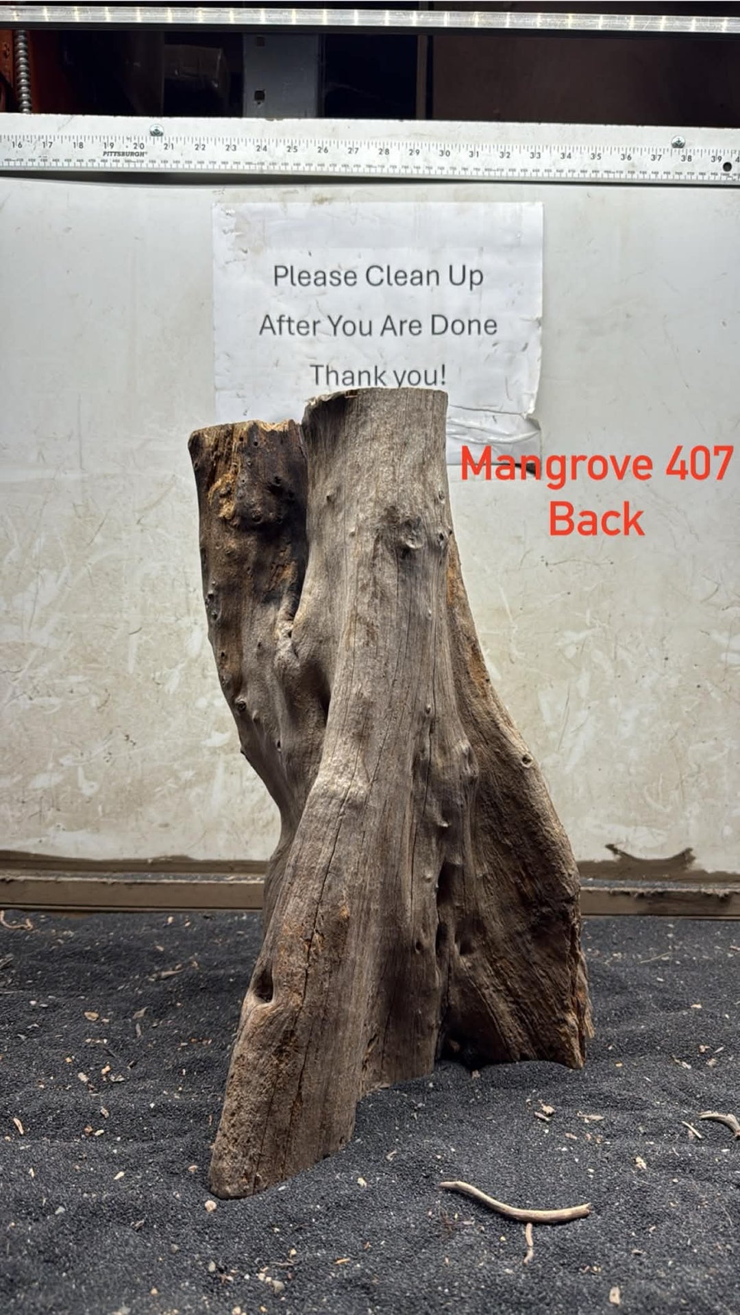 Mangrove Tree Stump 407