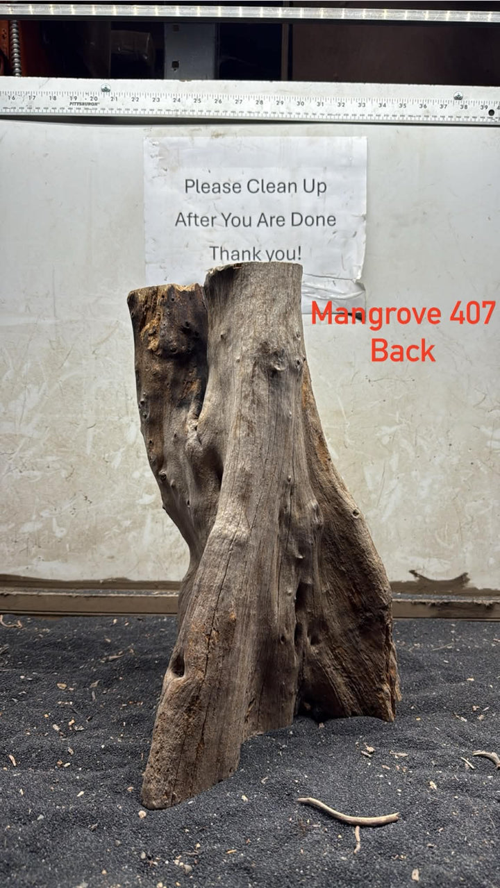 Mangrove Tree Stump 407