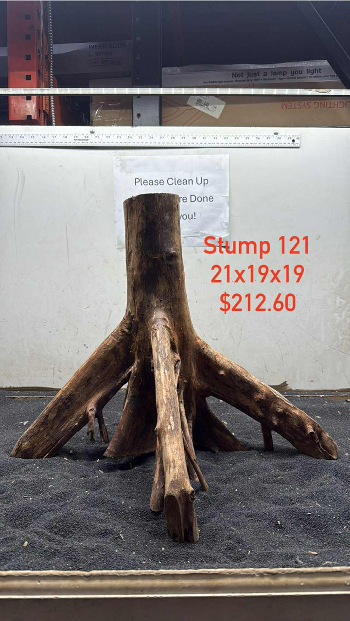 Mangrove Tree Stump 121
