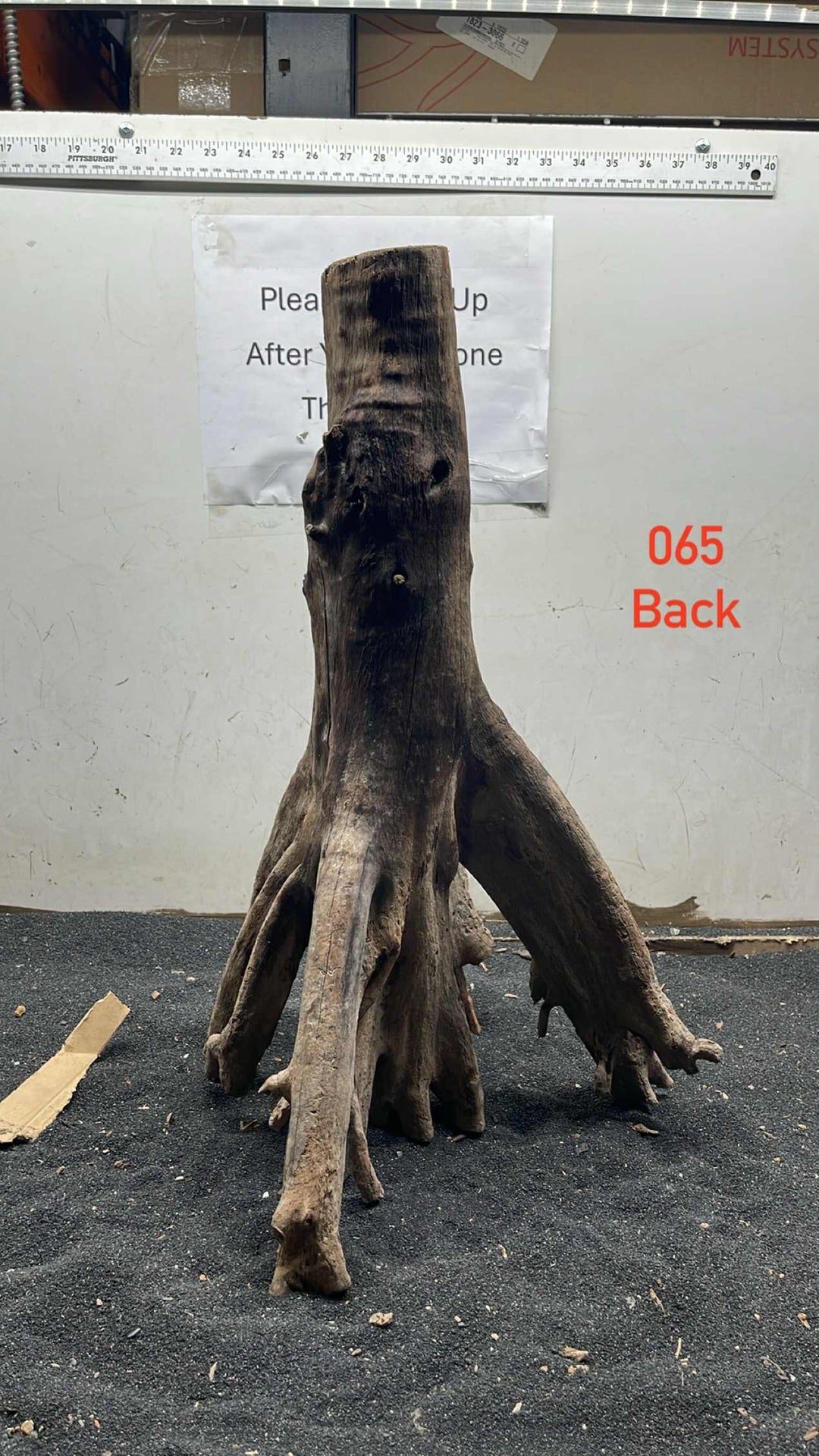 Mangrove Tree Stump 065