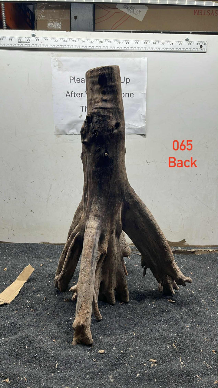 Mangrove Tree Stump 065