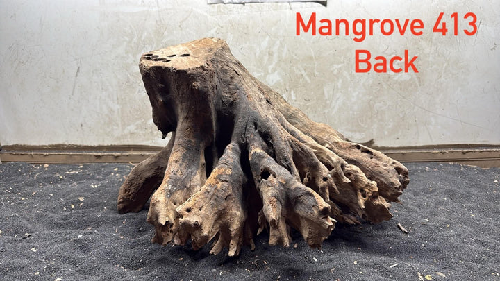 Mangrove Tree Stump 413