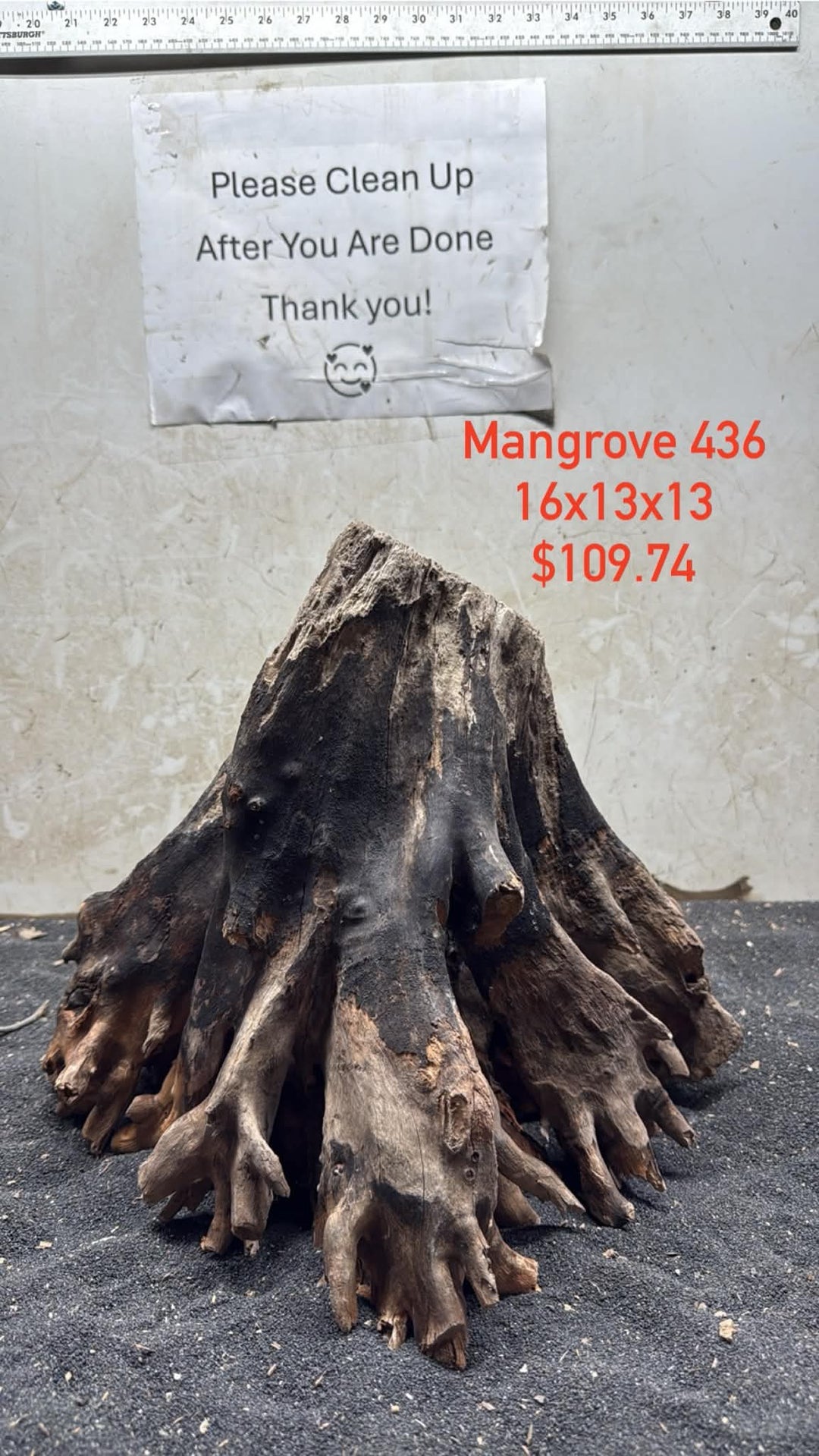 Mangrove Tree Stump 436