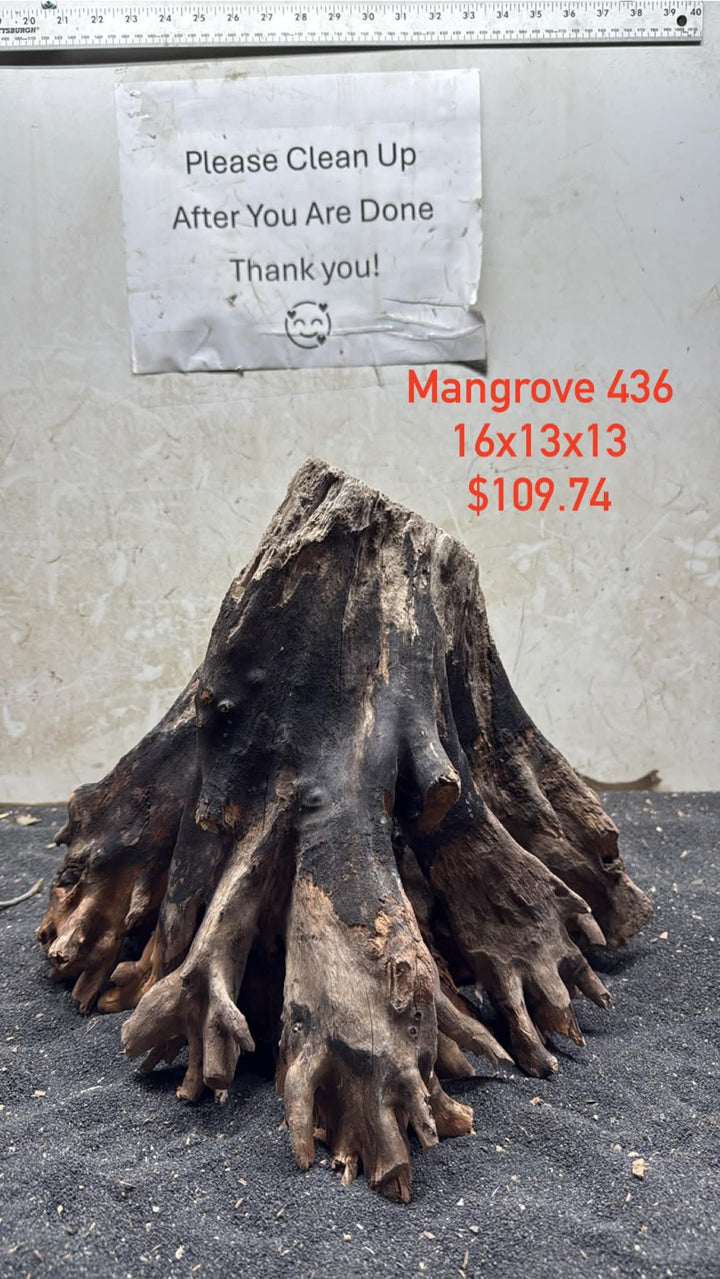 Mangrove Tree Stump 436