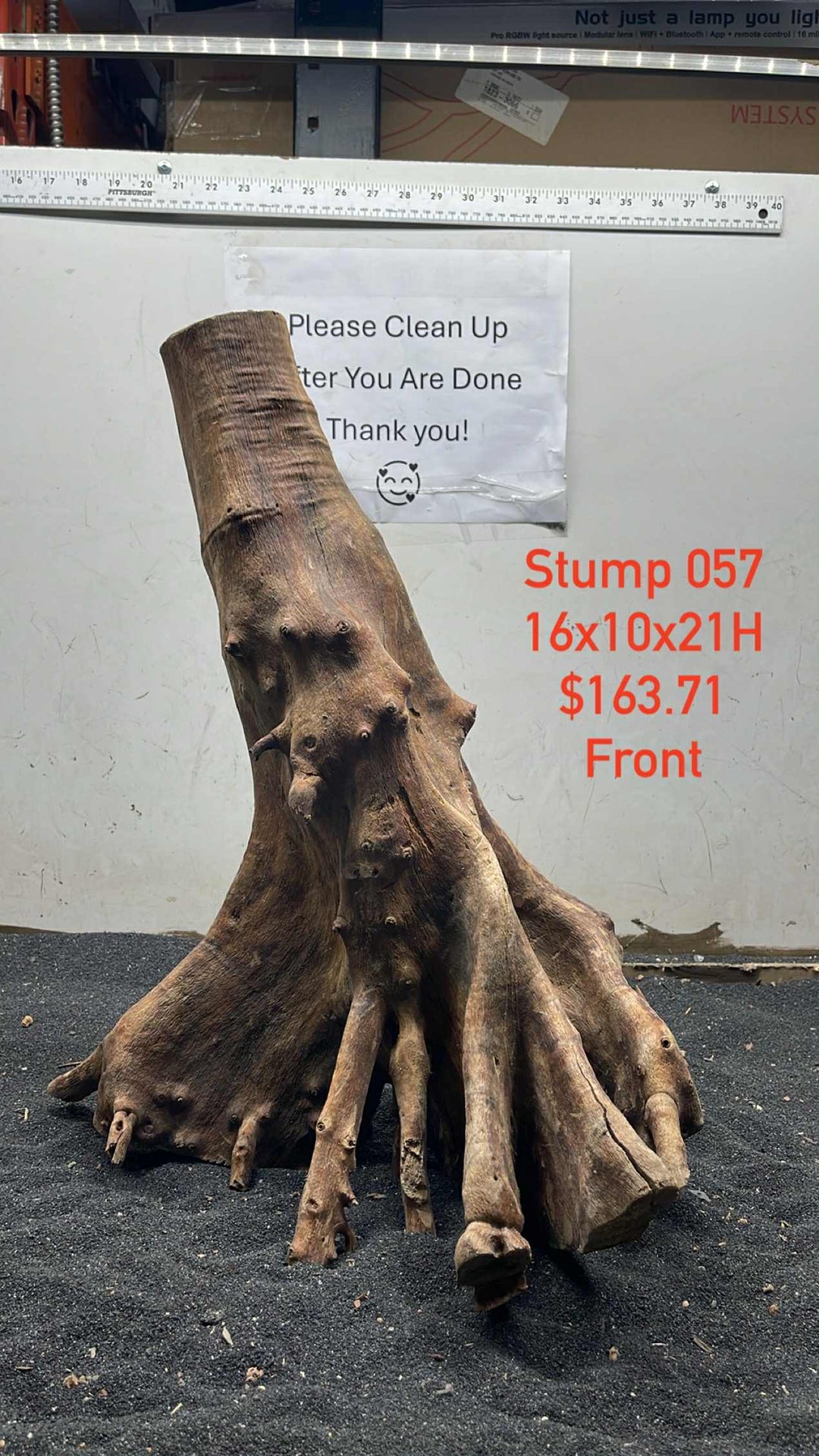 Mangrove Tree Stump 057